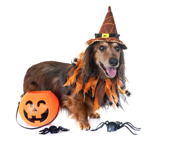 Beyaz arka plan önünde eski dachshund