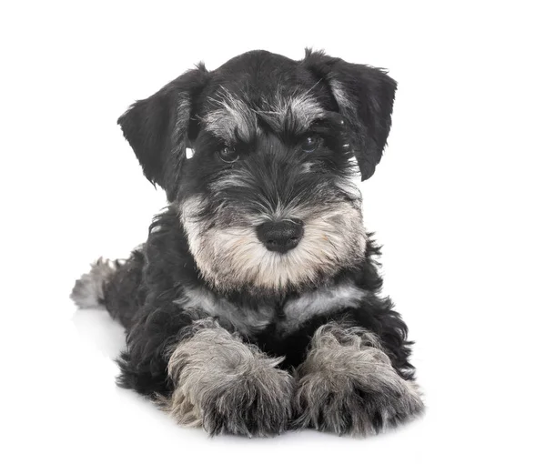 Puppy Miniatuur Schnauzer Voorkant Van Witte Achtergrond — Stockfoto