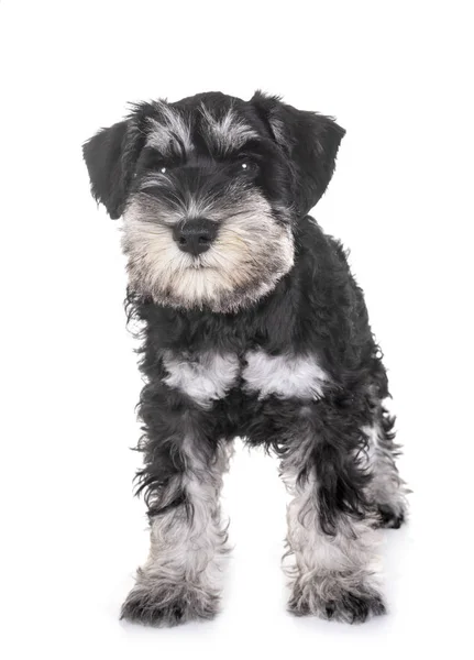 Schnauzer Miniature Chiot Devant Fond Blanc — Photo