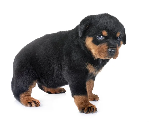 Cucciolo Rottweiler Davanti Sfondo Bianco — Foto Stock