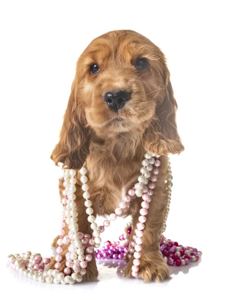 Beyaz arkaplan önünde köpek cocker spaniel