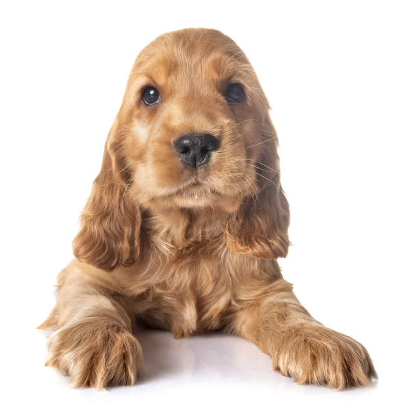 Beyaz arkaplan önünde köpek cocker spaniel