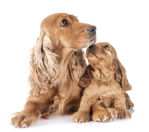 Puppy Cocker Spaniel Mother Front White Background — Stock Photo, Image