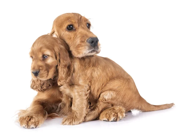 Puppy Cocker Spaniel Mother Front White Background — Stock Photo, Image