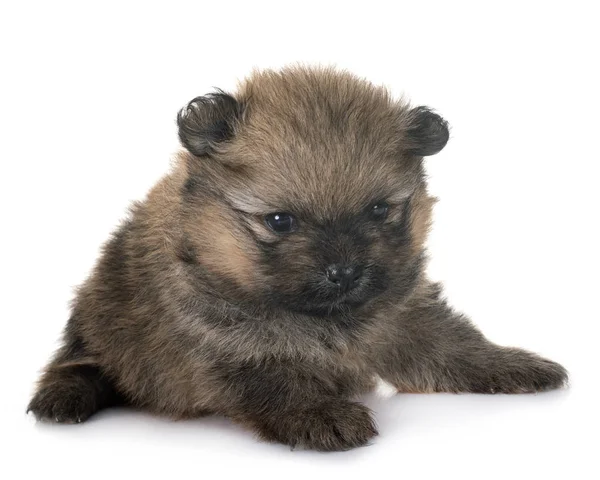 Filhote Cachorro Pomeranian Frente Fundo Branco — Fotografia de Stock