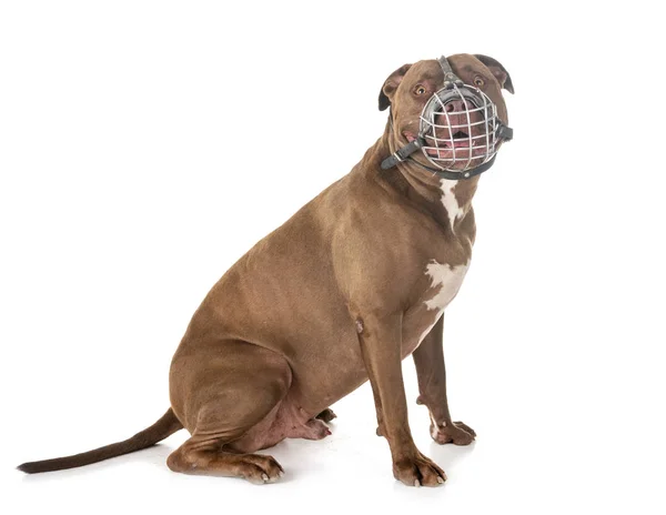 Pitbull Red Nose Front White Background — Stock Photo, Image