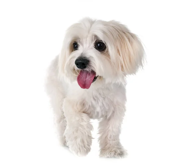 Coton Tulear Front White Background — Stock Photo, Image