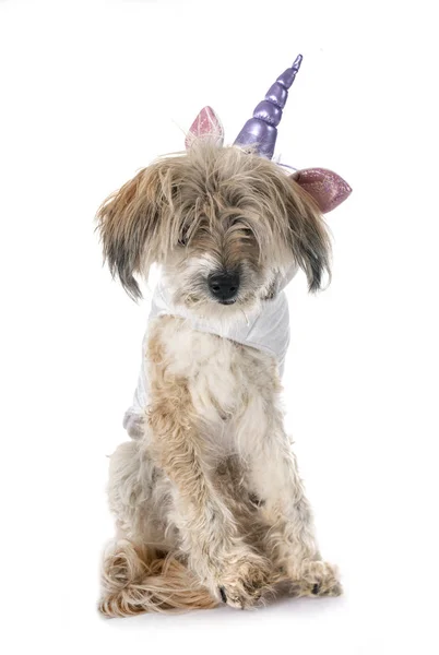 Viejo Tibetano Terrier Dieciocho Años Delante Fondo Blanco — Foto de Stock