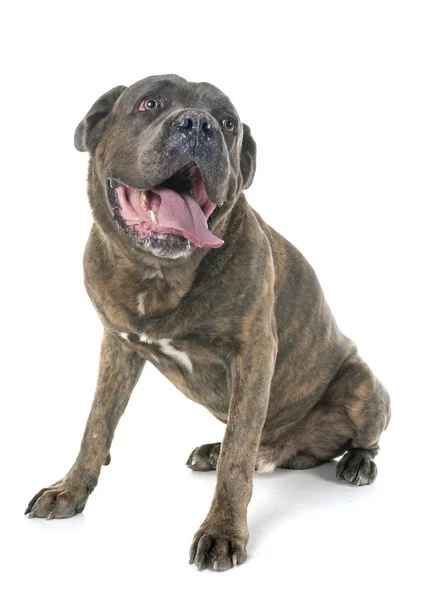 Cane Corso Fehér Háttér Előtt — Stock Fotó