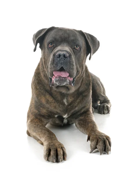 Cane Corso Front White Background — Stock Photo, Image