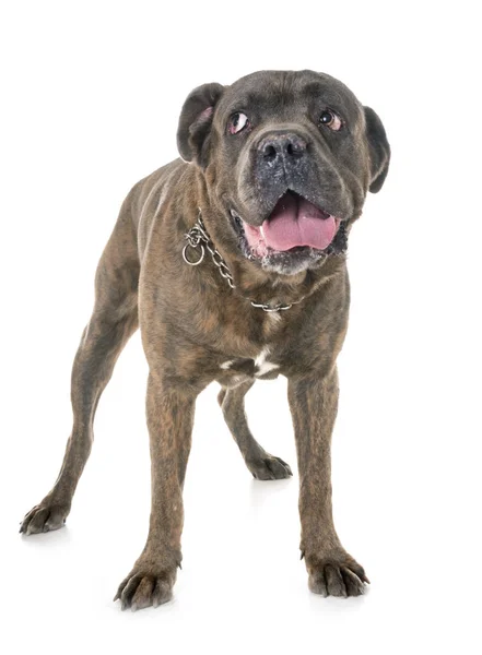 Cane Corso Front White Background — Stock Photo, Image