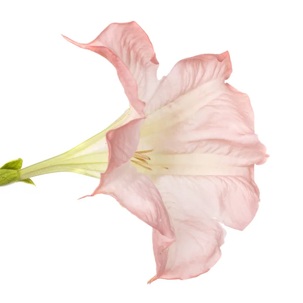Brugmansia Flor Frente Fundo Branco — Fotografia de Stock