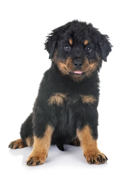 Cachorro Rottweiler Frente Fundo Branco — Fotografia de Stock