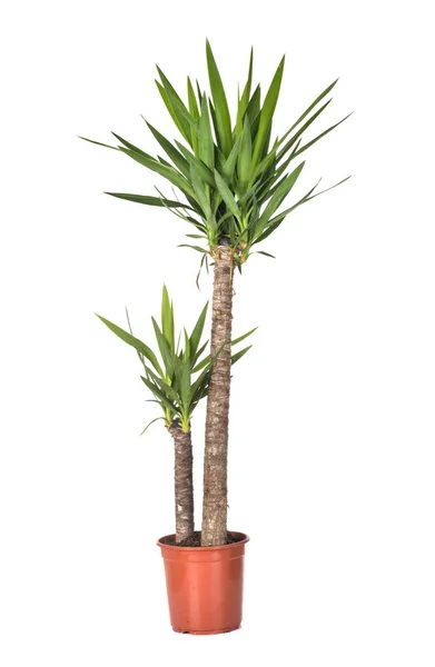 Yucca Pot Front White Background — Stock Photo, Image