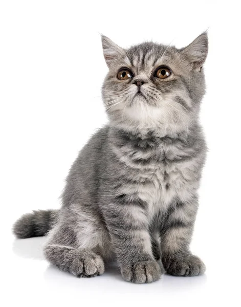 Exotic Gattino Shorthair Fronte Sfondo Bianco — Foto Stock