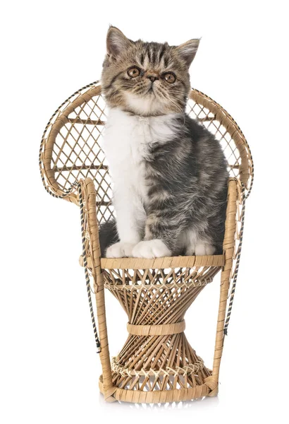 Exotická Krátkosrstá Kotě Před Bílým Pozadím — Stock fotografie