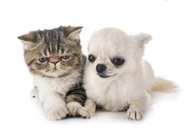 Exotic Shorthair Kitten Chihuahua Front White Background — Stock Photo, Image