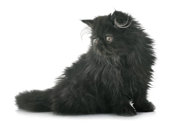 Black Persian Kitten Front White Background — Stock Photo, Image