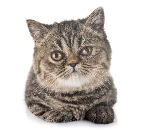 Exotic Shorthair Kitten Front White Background — Stock Photo, Image