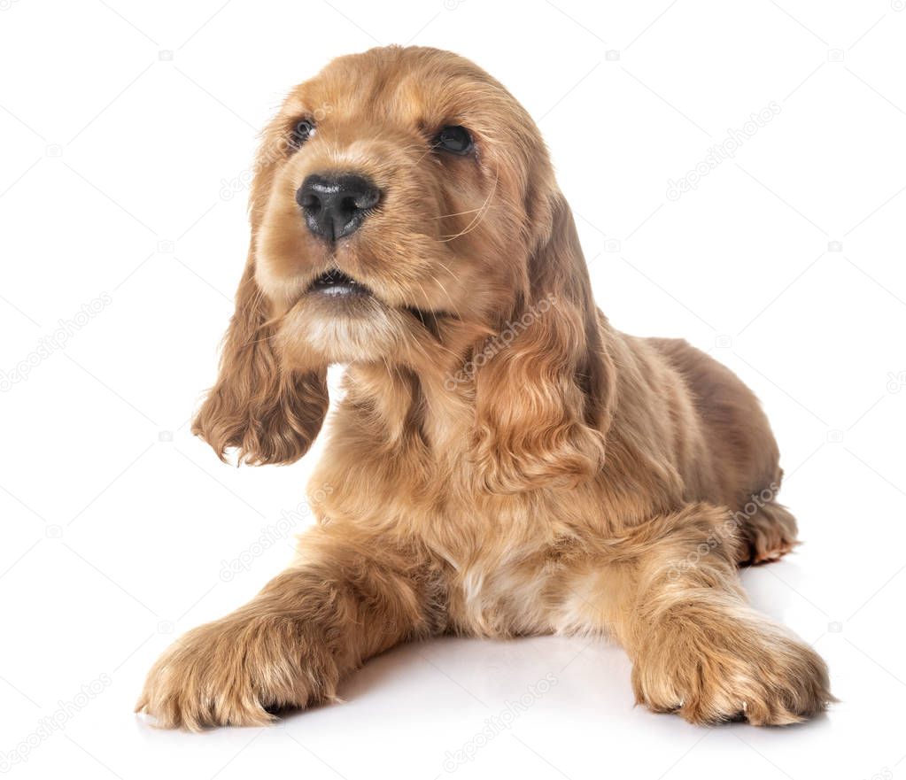 puppy cocker spaniel in front of white background