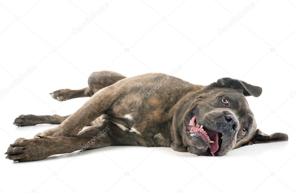 cane corso in front of white background