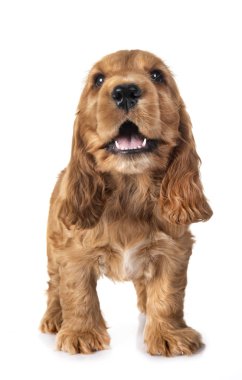 Beyaz arkaplan önünde köpek cocker spaniel