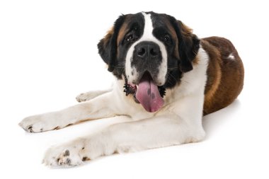 Saint bernard beyaz arka plan önünde
