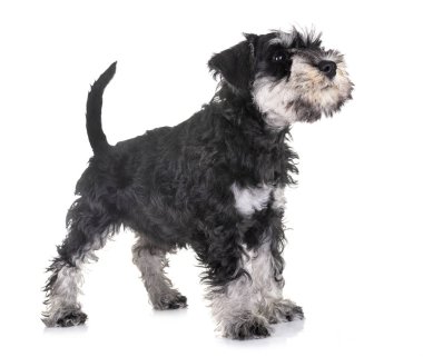 Beyaz arkaplan önünde köpek yavrusu minyatür schnauzer