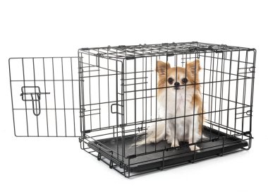 küçük köpek ve beyaz arka plan önünde kafes