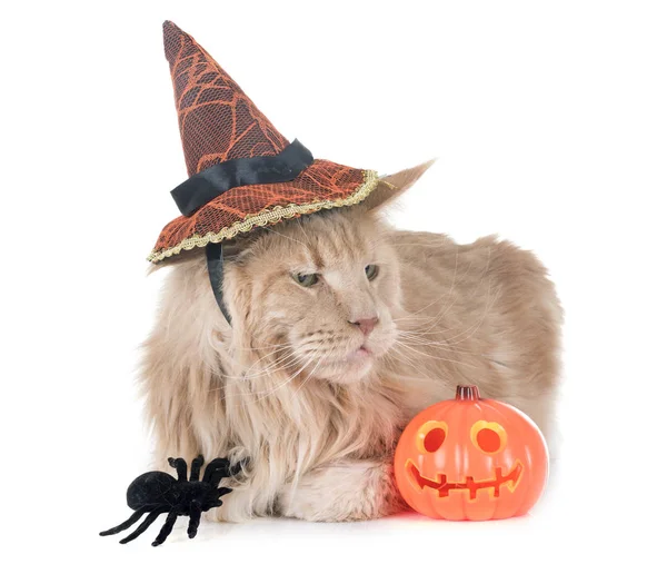 Maine Coon Gato Halloween Frente Fondo Blanco — Foto de Stock