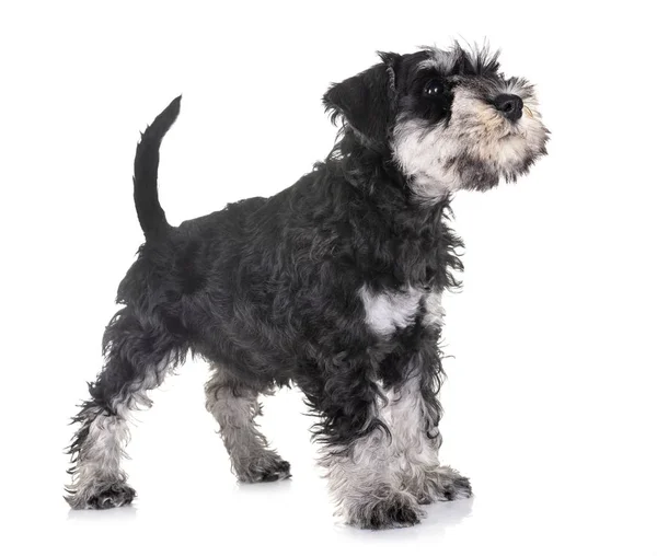 Puppy Miniatuur Schnauzer Voorkant Van Witte Achtergrond — Stockfoto