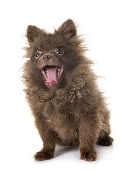 Jong Pomeranian Voorkant Van Witte Achtergrond — Stockfoto