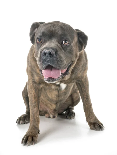 Cane Corso Framför Vit Bakgrund — Stockfoto