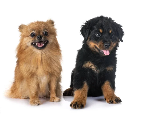 Welpe Rottweiler Und Spitz Vor Weißem Hintergrund — Stockfoto