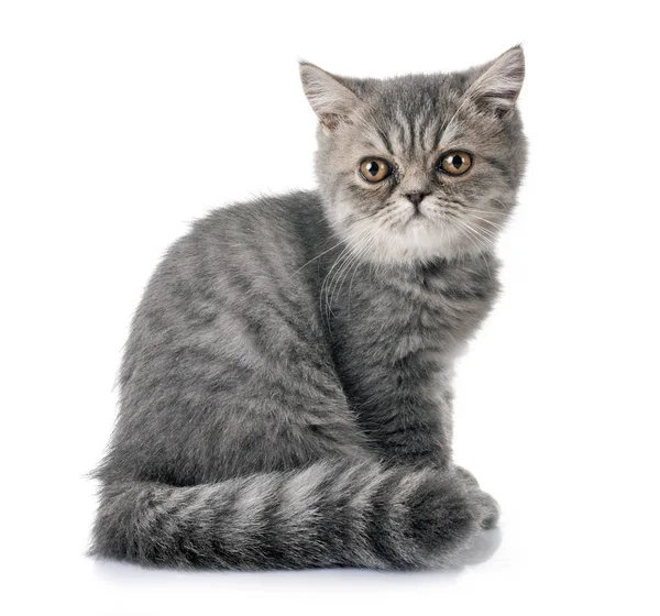 Egzotyczny Stenografia Kot Przed Białym Tle — Zdjęcie stockowe