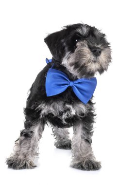 Beyaz arkaplan önünde köpek yavrusu minyatür schnauzer