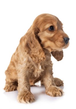 Beyaz arkaplan önünde köpek cocker spaniel