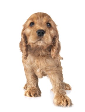 Beyaz arkaplan önünde köpek cocker spaniel