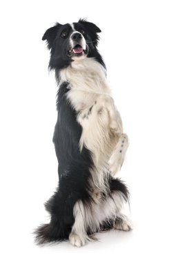 beyaz arkaplan önünde kenarlık çoban köpeği