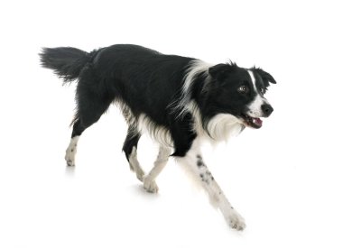 beyaz arkaplan önünde kenarlık çoban köpeği