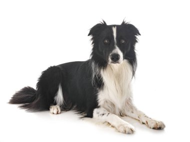 beyaz arkaplan önünde kenarlık çoban köpeği