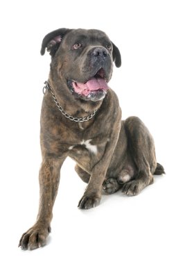Cane corso beyaz arka plan önünde