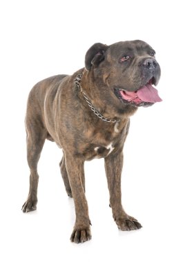 Cane corso beyaz arka plan önünde
