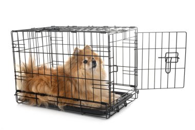 küçük köpek ve beyaz arka plan önünde kafes