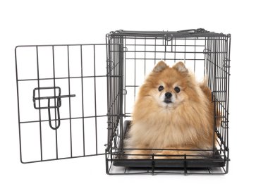 küçük köpek ve beyaz arka plan önünde kafes