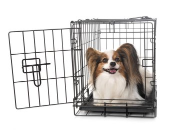 küçük köpek ve beyaz arka plan önünde kafes