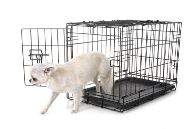 küçük köpek ve beyaz arka plan önünde kafes