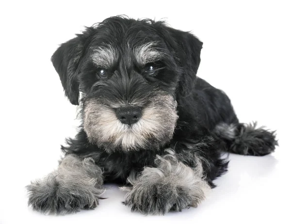 Valp Miniatyr Schnauzer Framför Vit Bakgrund — Stockfoto