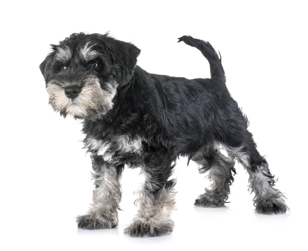 Filhote Cachorro Schnauzer Miniatura Frente Fundo Branco — Fotografia de Stock