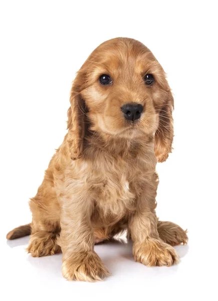 Valp Cocker Spaniel Framför Vit Bakgrund — Stockfoto